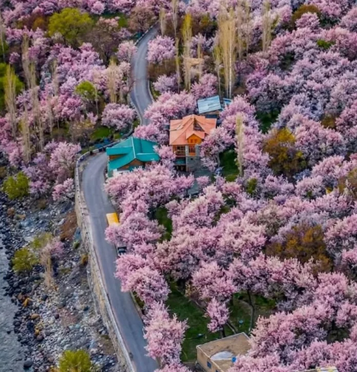 Aerial view of a road winding through apricot trees in full pink bloom