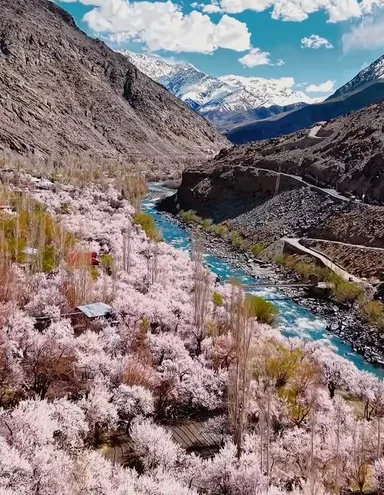 A valley of blossoming trees along a turquoise river