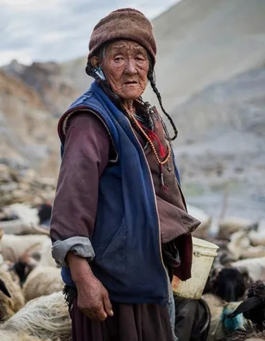 Portrait of an elderly Ladakhi woman among her sheep